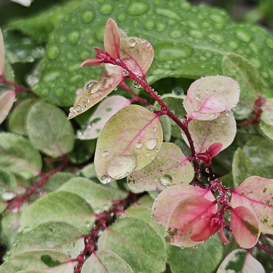 밥 먹고 찍어본 식물들_5.jpg