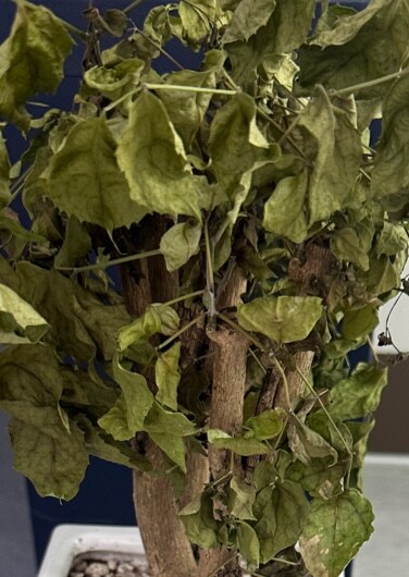 이 식물 살릴 수 없을까요..._1.jpg