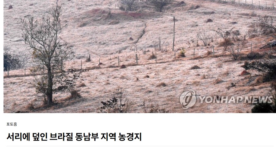 각색 좀 넣어서 만든 이상기후로 인한 브라질 커피 시장 근황_13.png
