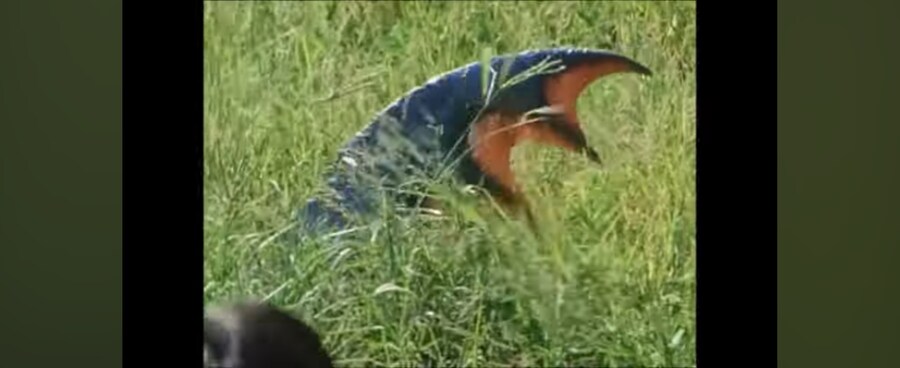 전대물)여성멤버가 괴수를 유인한 방법_7.jpg