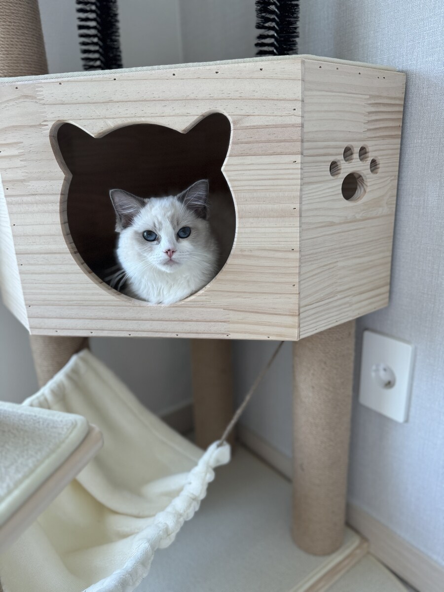 이번주의 고양이 록희_1.jpg