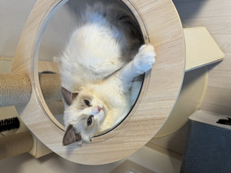 이번주의 고양이 록희_5.jpg