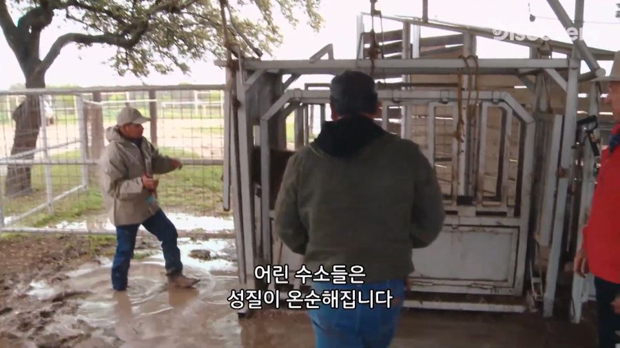 부랄튀김, 텍사스판 뒷고기_6.jpg