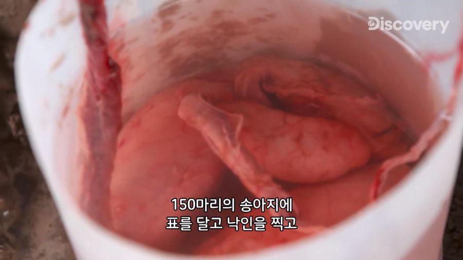 부랄튀김, 텍사스판 뒷고기_7.jpg