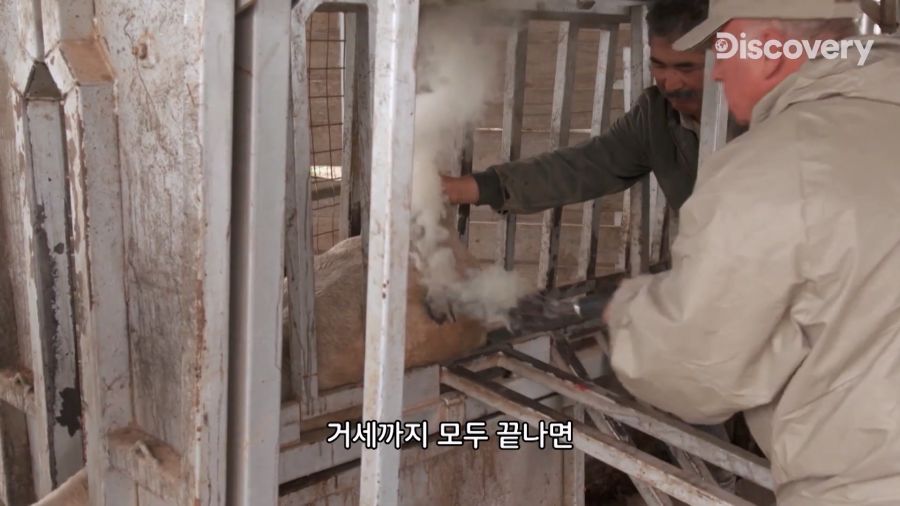 부랄튀김, 텍사스판 뒷고기_8.jpg