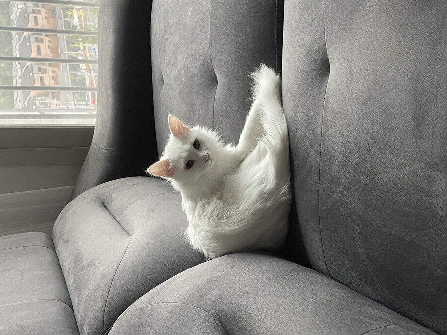 대형사고 친 고양이 루이_4.jpg