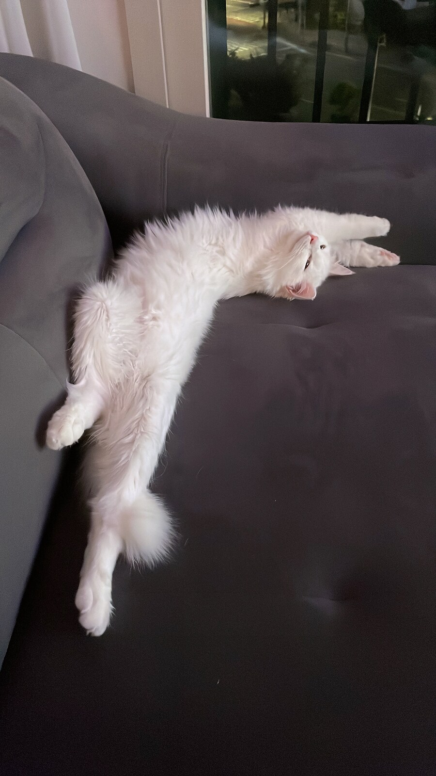 대형사고 친 고양이 루이_6.jpg