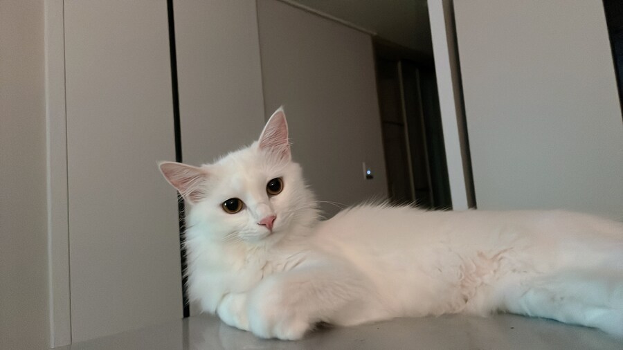 대형사고 친 고양이 루이_9.jpg