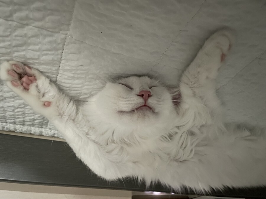 대형사고 친 고양이 루이_11.jpg