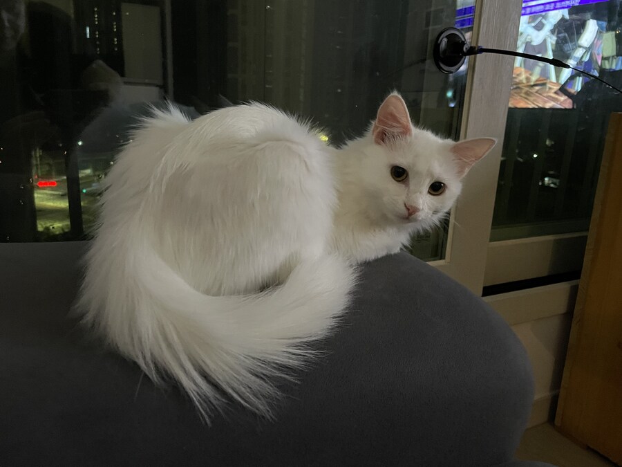 대형사고 친 고양이 루이_12.jpg