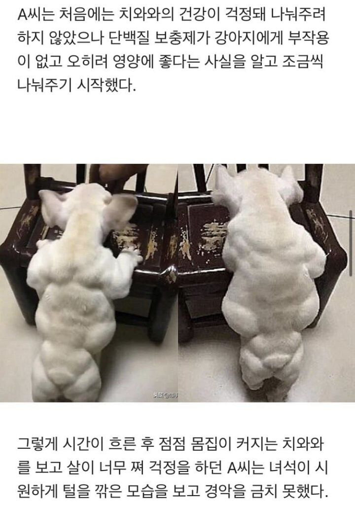 단백질 보충제에 중독되어버린 치와와_2.jpg