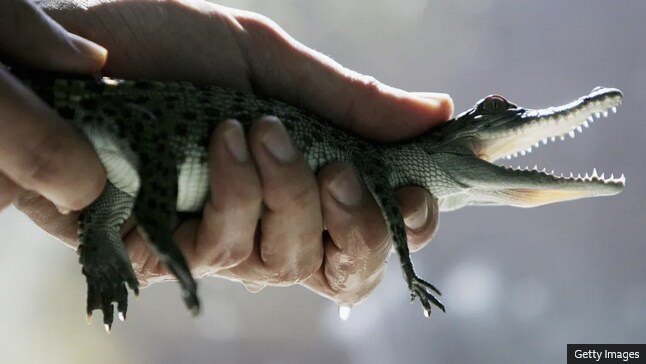 호주 근황 "집에서 애완 악어 키워도 되나요"_2.png