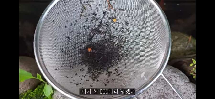 모기 서식지에 미꾸라지 풀면 생기는 일.gif_9.jpg