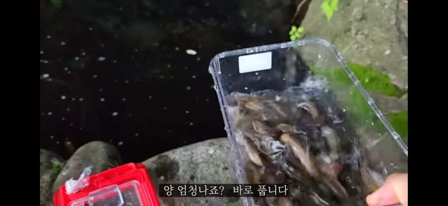 모기 서식지에 미꾸라지 풀면 생기는 일.gif_11.jpg