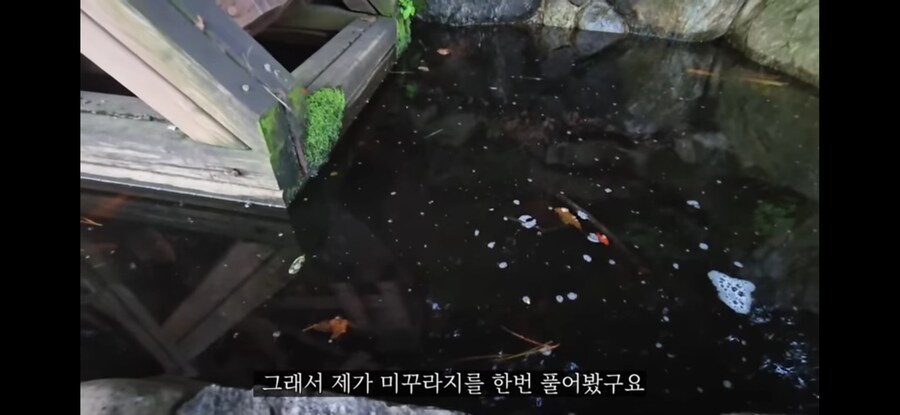 모기 서식지에 미꾸라지 풀면 생기는 일.gif_12.jpg
