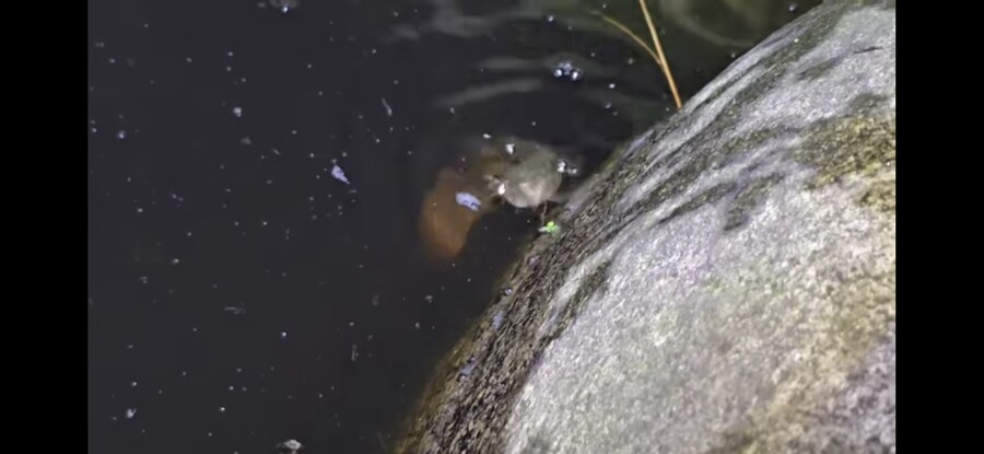 모기 서식지에 미꾸라지 풀면 생기는 일.gif_13.jpg