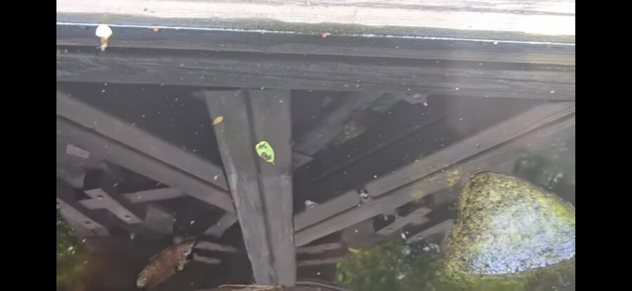 모기 서식지에 미꾸라지 풀면 생기는 일.gif_25.jpg