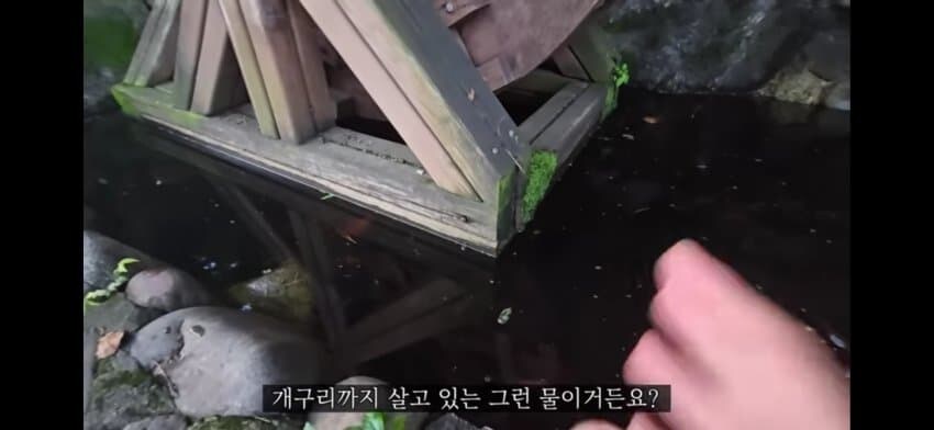 모기 서식지에 미꾸라지 풀면 생기는 일.gif_2.jpg