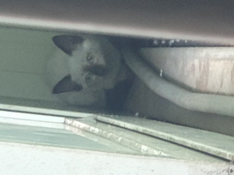 회사에 잠입한 고양이 새끼 한마리와의 일주일_1.jpg