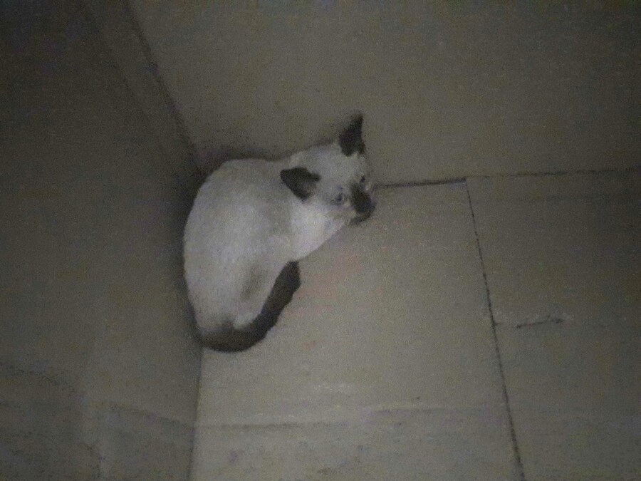 회사에 잠입한 고양이 새끼 한마리와의 일주일_3.jpg