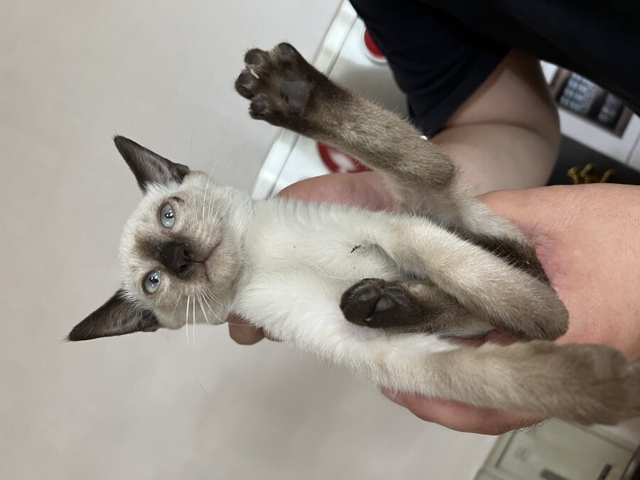 회사에 잠입한 고양이 새끼 한마리와의 일주일_7.jpg