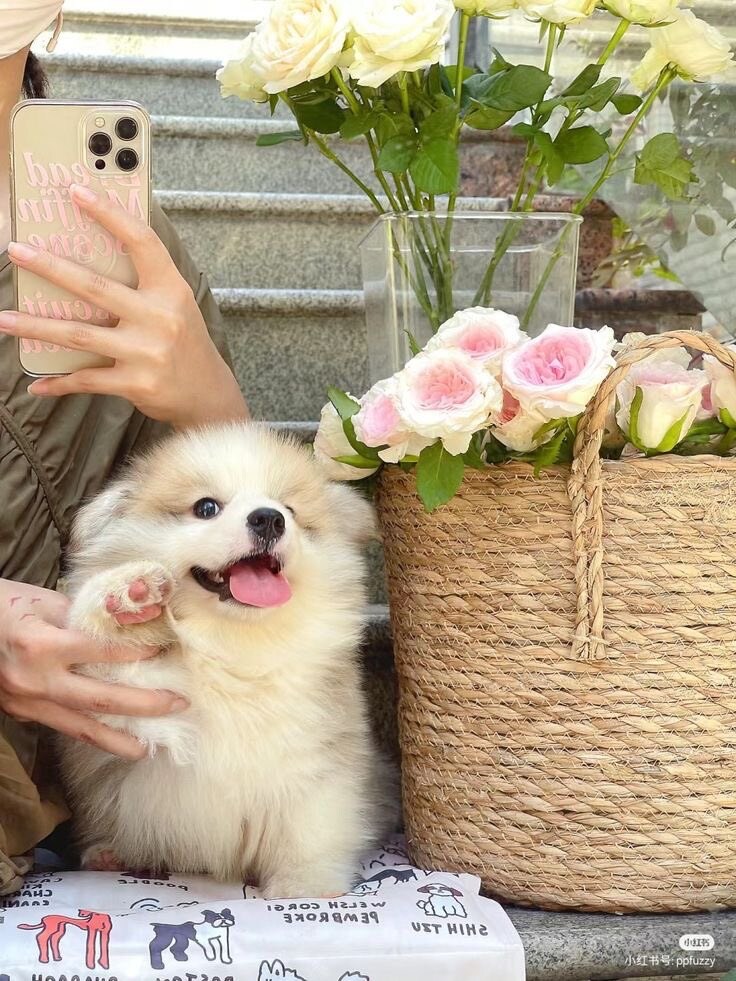 귀여운 강아지 보고가.jpg_2.jpg