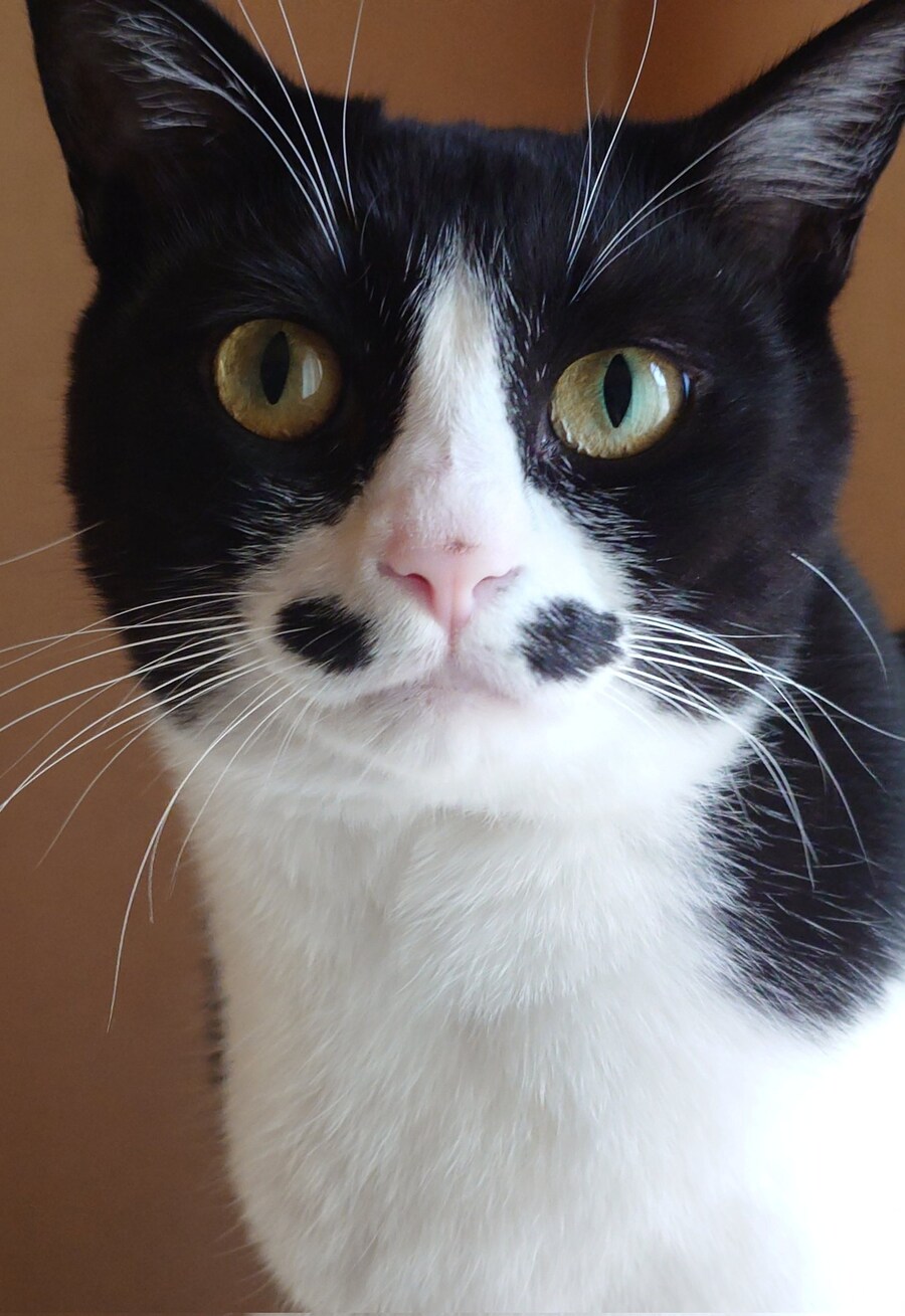 오늘의 바둑이.jpg_2.jpg