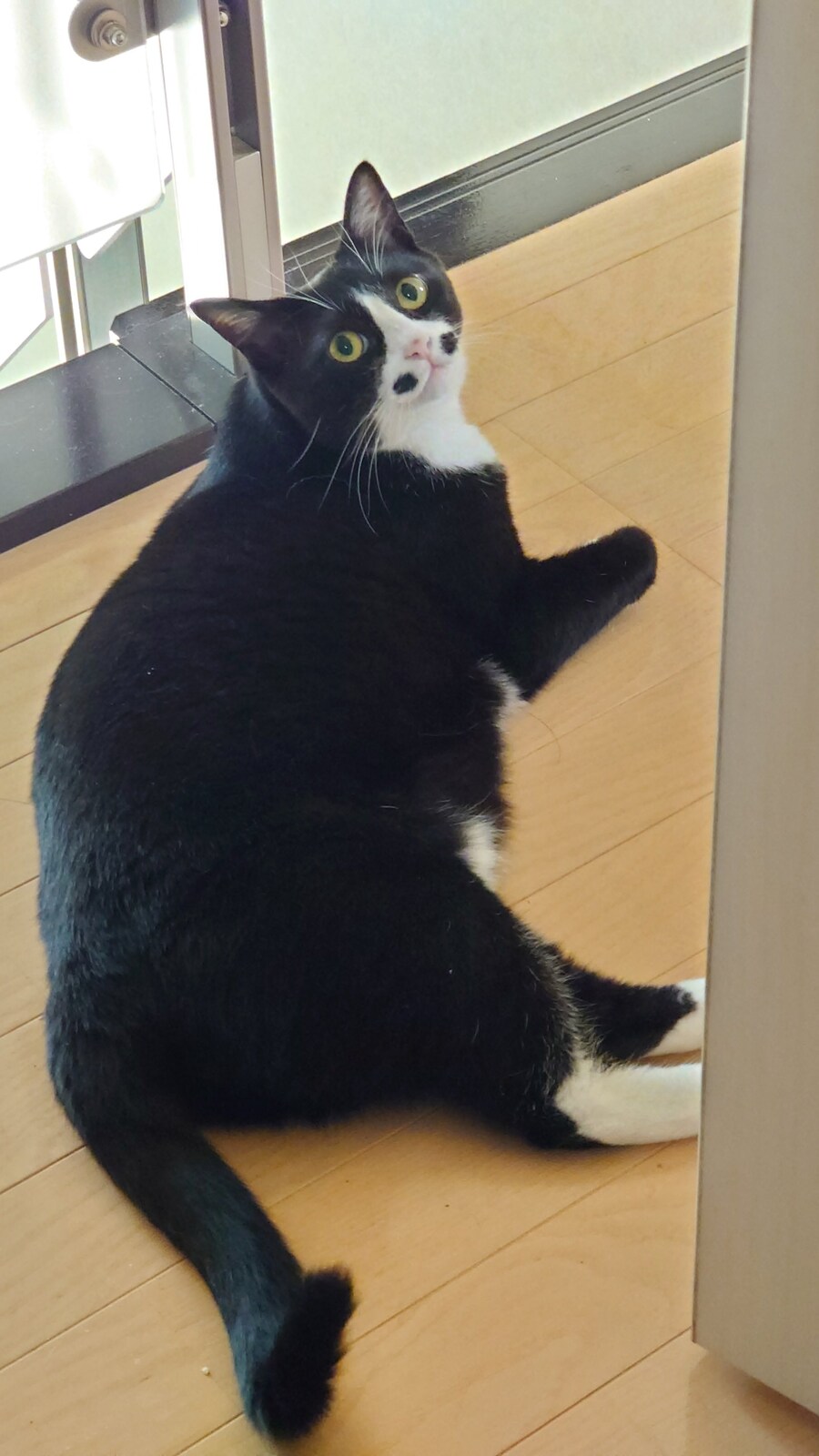 오늘의 바둑이.jpg_4.jpg