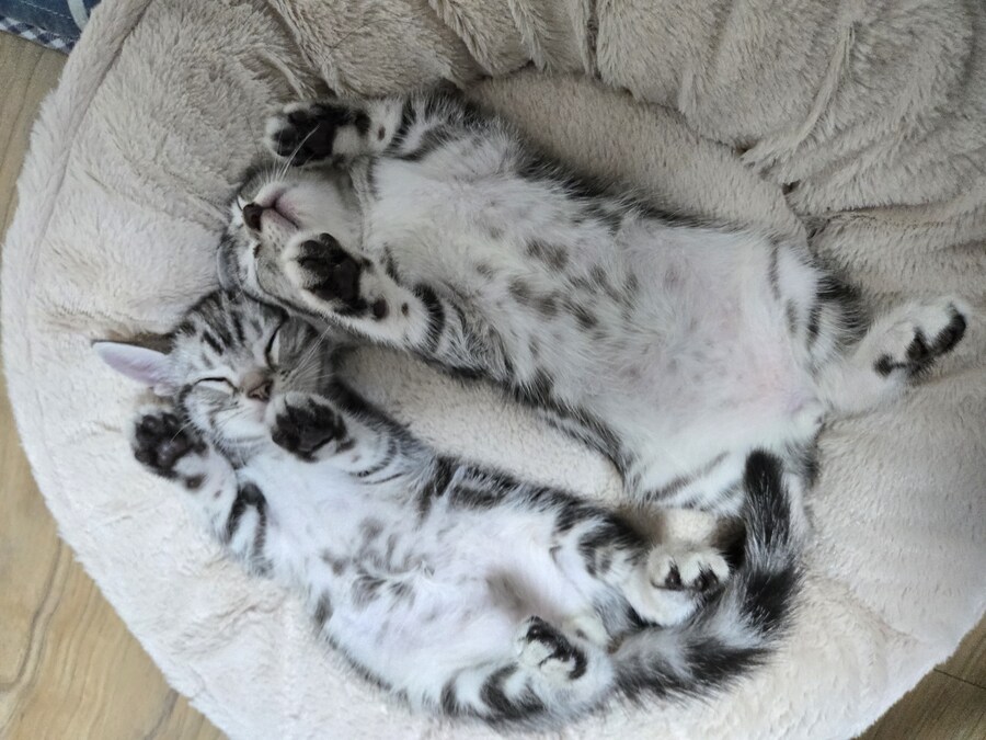 아침을 여는 3개월생 고냥이짤_2.jpg