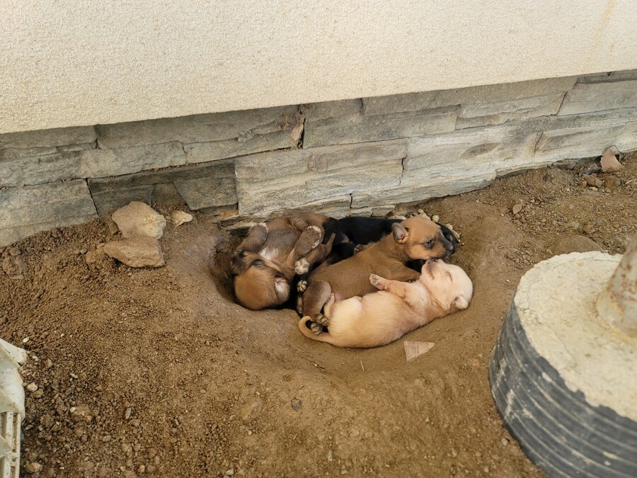 시골집 댕댕이, 근데 많이 어림_2.jpg