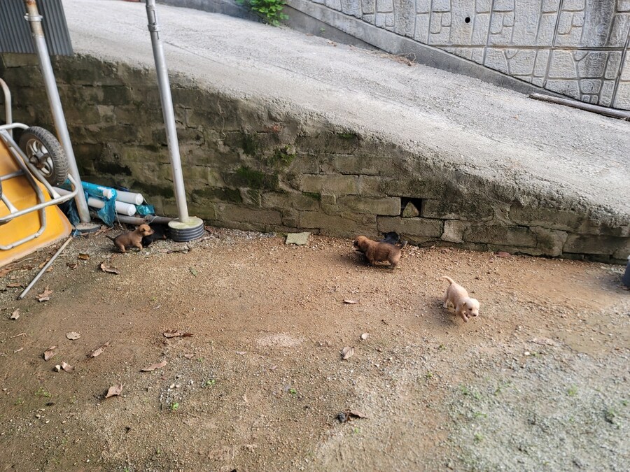 시골집 댕댕이, 근데 많이 어림_4.jpg