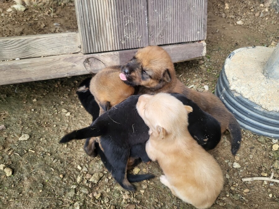 시골집 댕댕이, 근데 많이 어림_8.jpg