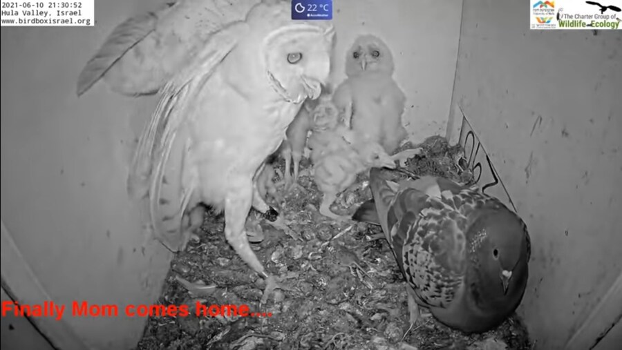 위기감을 잃어버린 빡대가리 짐승.gif_4.jpg