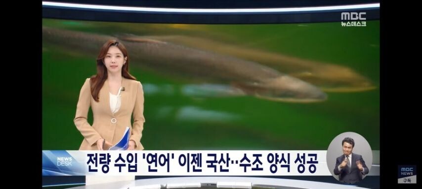 이제 국내산을 먹을 수 있는 생선_1.jpg