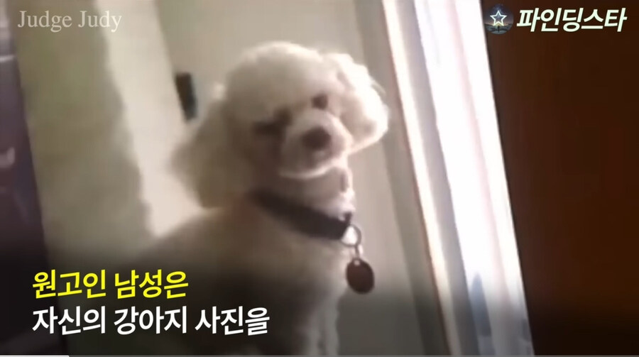 강아지 소유권 분쟁으로 미국 법정 리얼리티쇼에 출연한 사람들.GIF_6.jpg