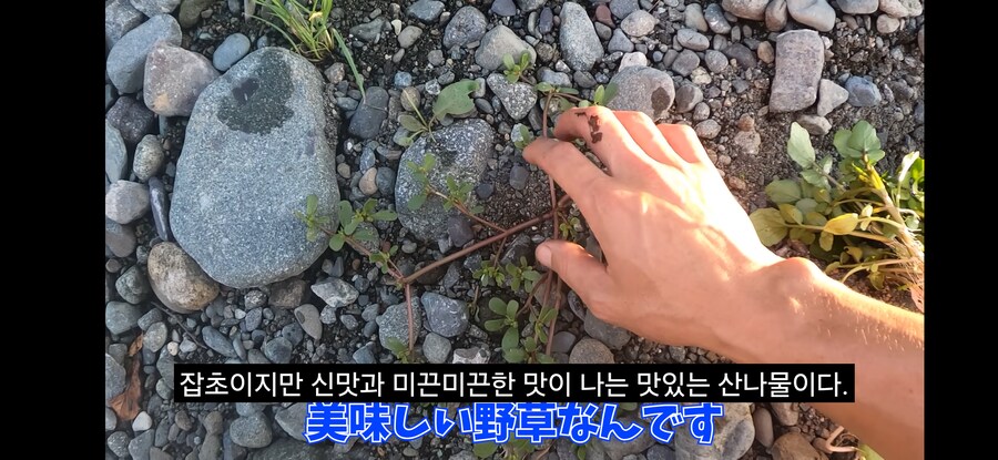 돌솥비빔밥 만드는 일본인.youtube_7.png