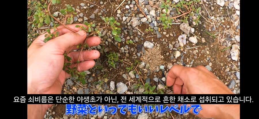 돌솥비빔밥 만드는 일본인.youtube_8.png