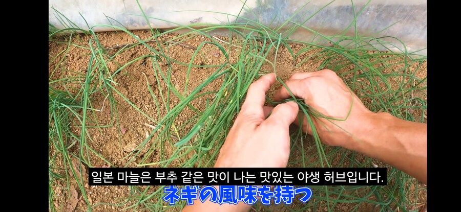 돌솥비빔밥 만드는 일본인.youtube_9.png