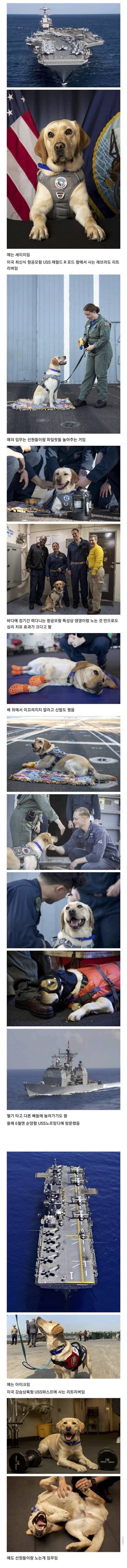 미국 항공모함에 사는 강아지의 임무_1.jpg