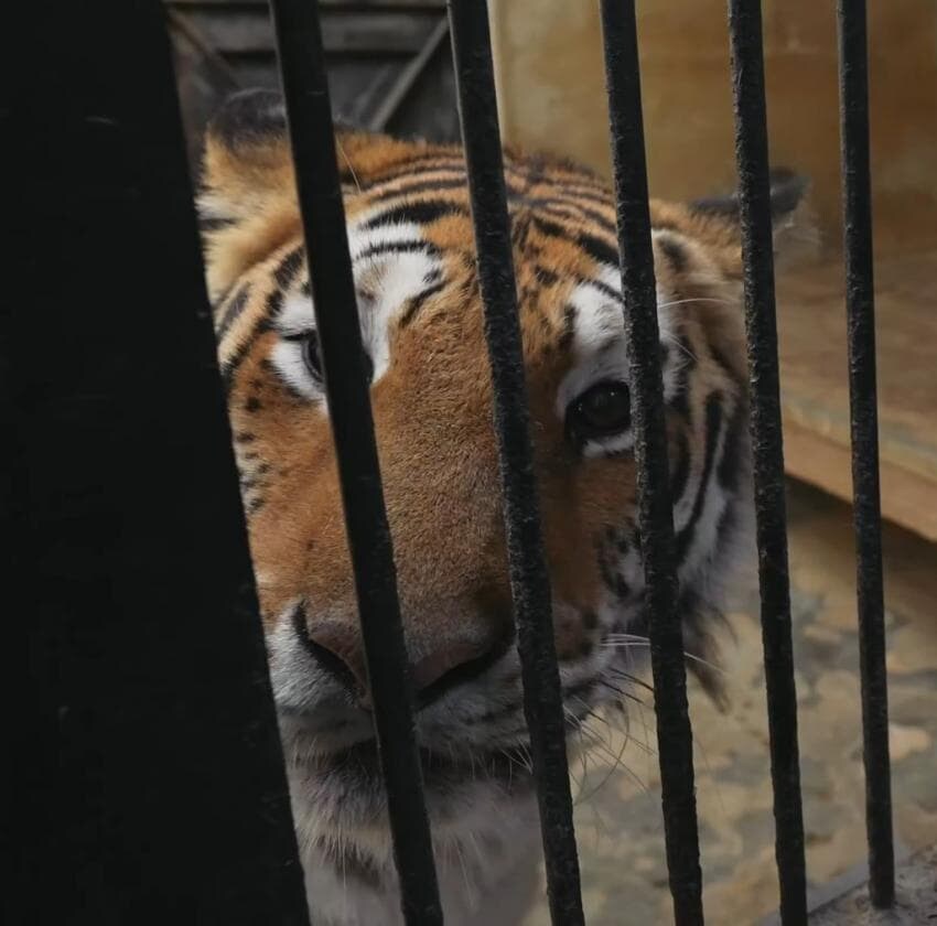 사람을 좋아하는 청주 동물원의 호랑이_4.jpg