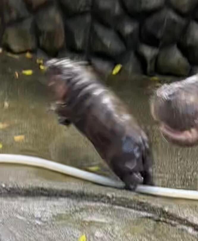 의외로 귀엽다는 아기 하마의 특징. jpg_2.jpg