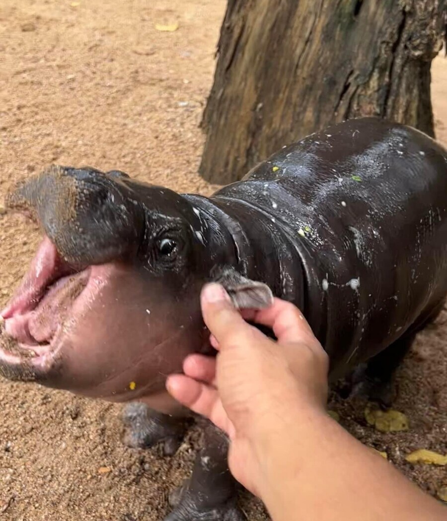 의외로 귀엽다는 아기 하마의 특징. jpg_6.jpg