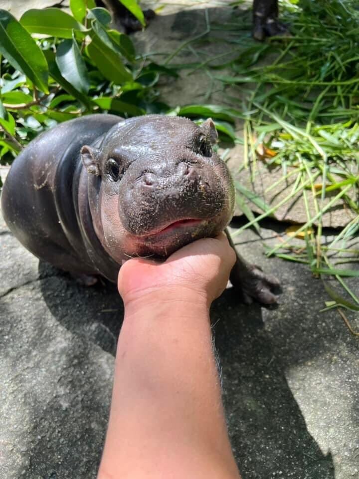 의외로 귀엽다는 아기 하마의 특징. jpg_9.jpg