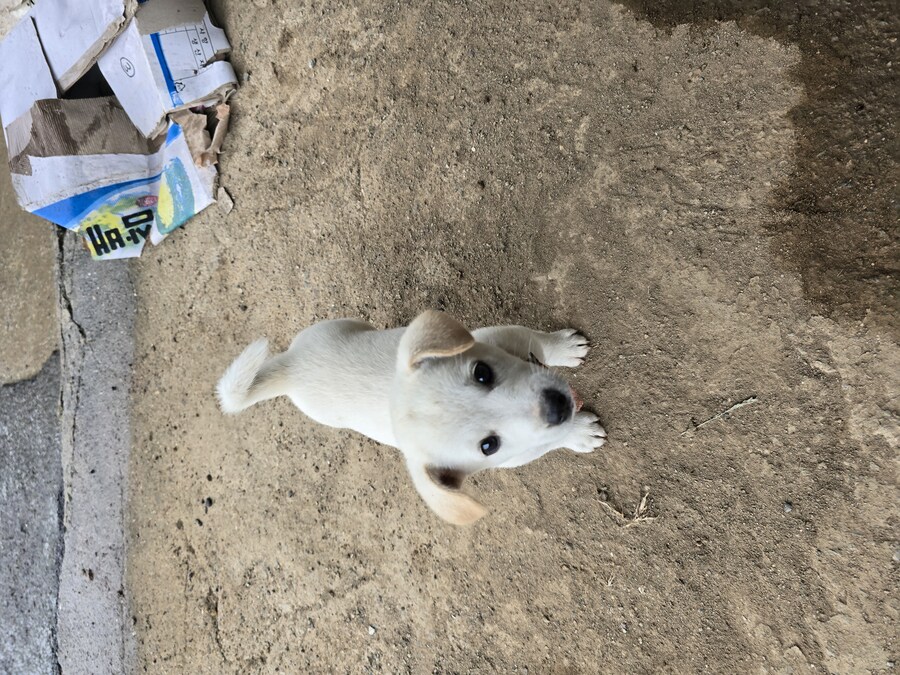 명절날 시고르자브종 근황(개+개+냥이)_6.jpg