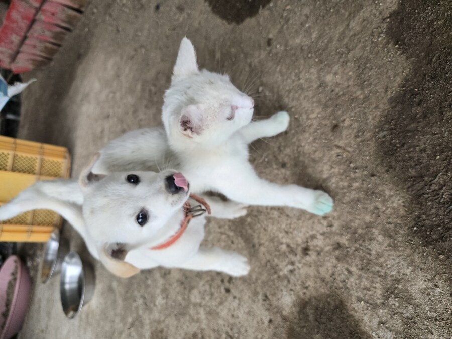 명절날 시고르자브종 근황(개+개+냥이)_9.jpg