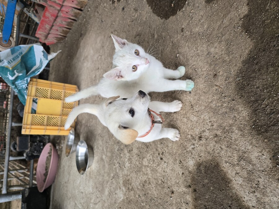 명절날 시고르자브종 근황(개+개+냥이)_10.jpg