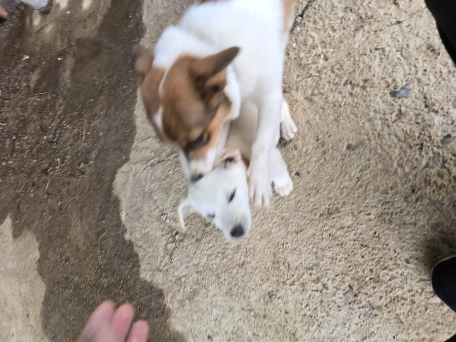 명절날 시고르자브종 근황(개+개+냥이)_12.jpg