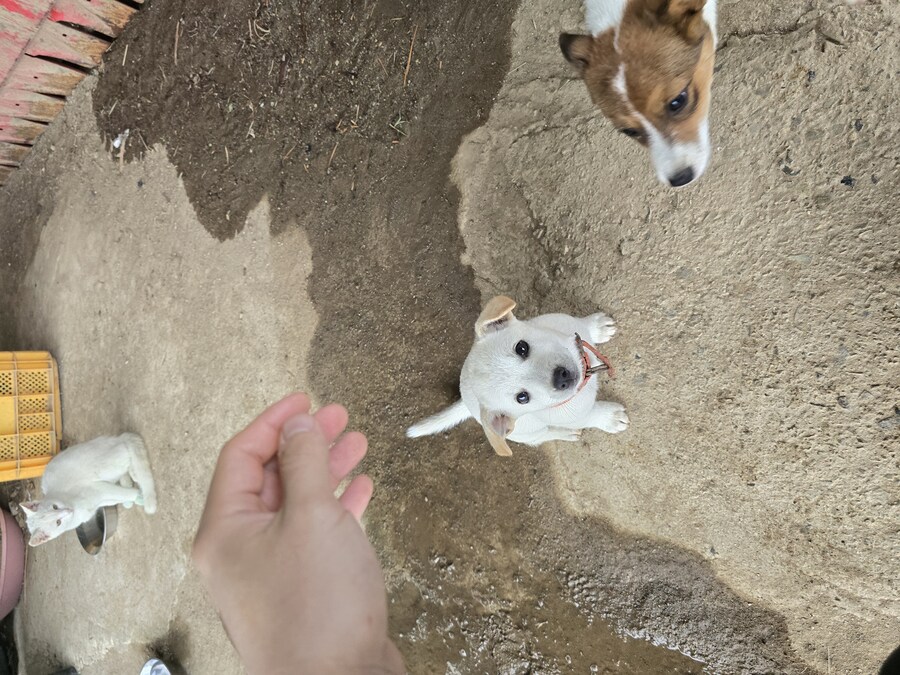 명절날 시고르자브종 근황(개+개+냥이)_18.jpg