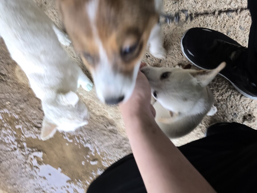 명절날 시고르자브종 근황(개+개+냥이)_22.jpg