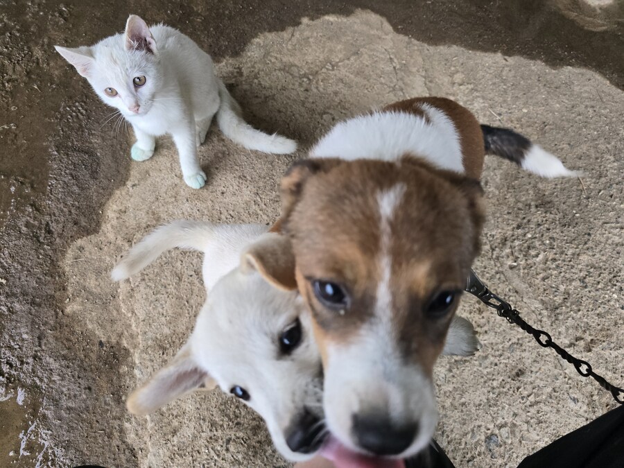 명절날 시고르자브종 근황(개+개+냥이)_24.jpg